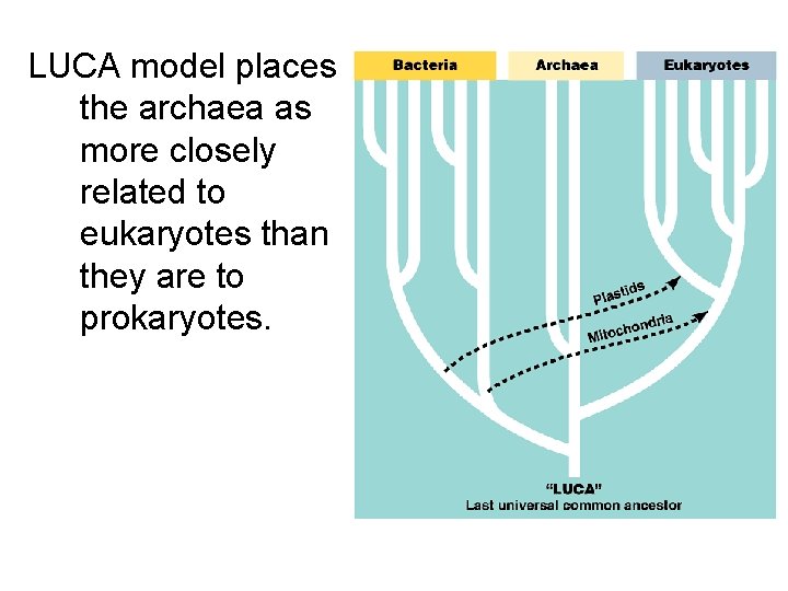 LUCA model places the archaea as more closely related to eukaryotes than they are