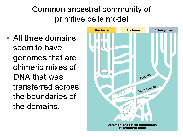 Common ancestral community of primitive cells model • All three domains seem to have