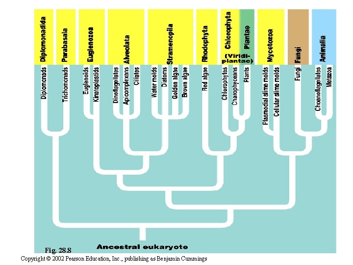 Fig. 28. 8 Copyright © 2002 Pearson Education, Inc. , publishing as Benjamin Cummings