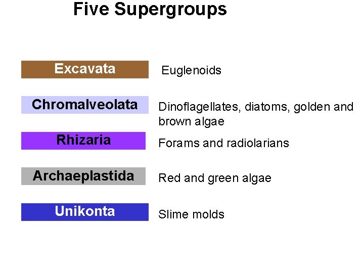 Five Supergroups Excavata Chromalveolata Rhizaria Archaeplastida Unikonta Euglenoids Dinoflagellates, diatoms, golden and brown algae