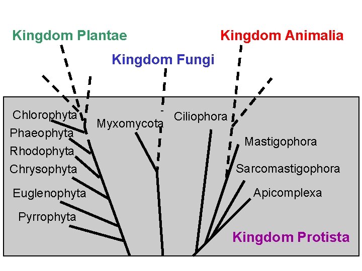 Kingdom Plantae Kingdom Animalia Kingdom Fungi Chlorophyta Phaeophyta Rhodophyta Chrysophyta Euglenophyta Myxomycota Ciliophora Mastigophora