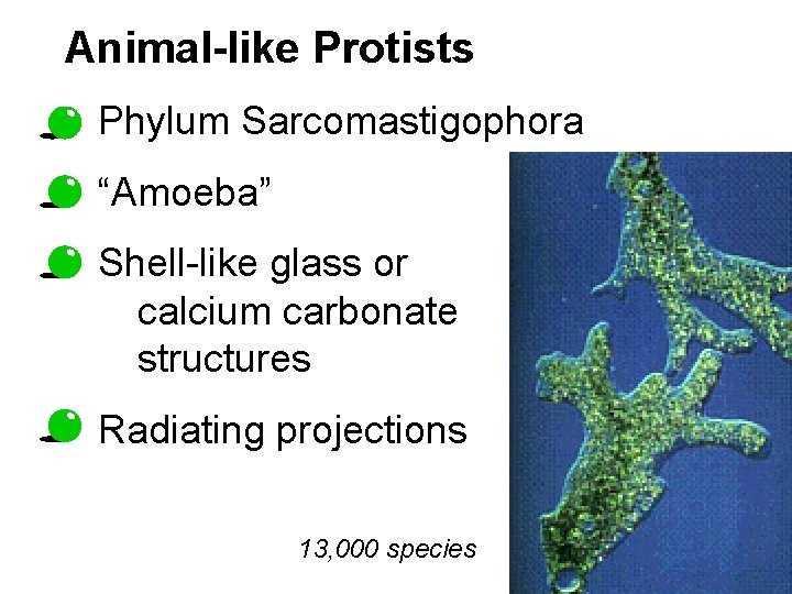 Animal-like Protists Phylum Sarcomastigophora “Amoeba” Shell-like glass or calcium carbonate structures Radiating projections 13,