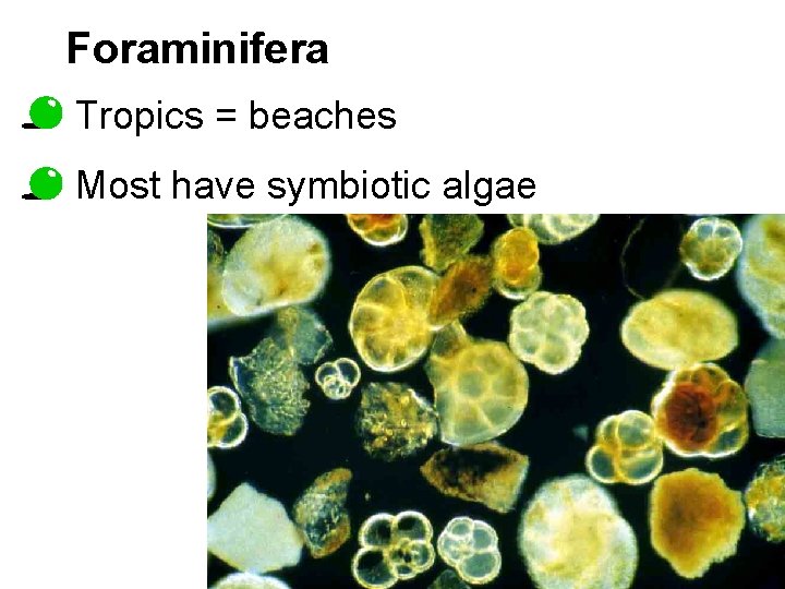 Foraminifera Tropics = beaches Most have symbiotic algae 