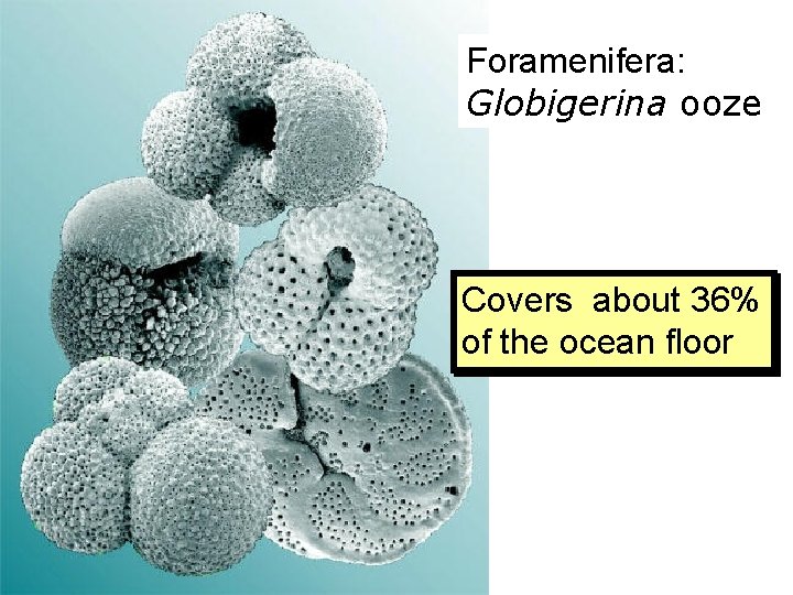 Foramenifera: Globigerina ooze Covers about 36% of the ocean floor 