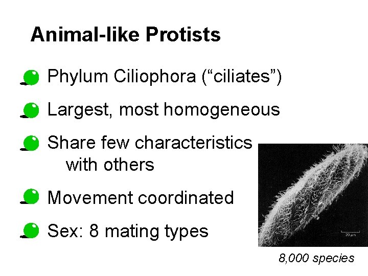 Animal-like Protists Phylum Ciliophora (“ciliates”) Largest, most homogeneous Share few characteristics with others Movement