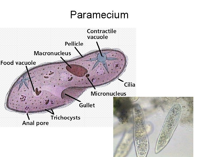 Paramecium 