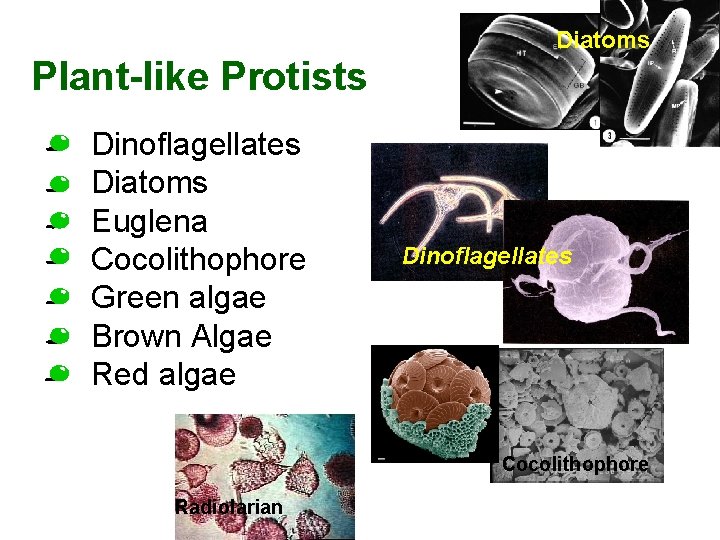 Diatoms Plant-like Protists • • Dinoflagellates Diatoms Euglena Cocolithophore Green algae Brown Algae Red