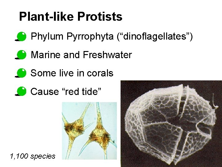 Plant-like Protists Phylum Pyrrophyta (“dinoflagellates”) Marine and Freshwater Some live in corals Cause “red