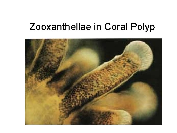 Zooxanthellae in Coral Polyp 