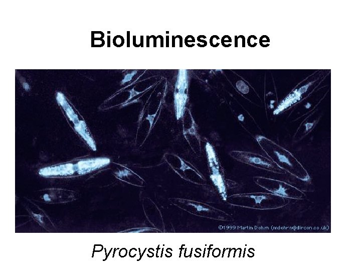 Bioluminescence Pyrocystis fusiformis 