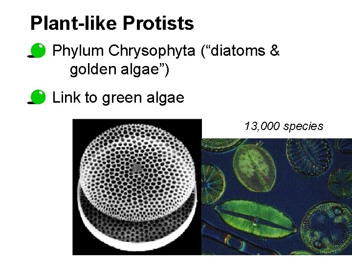 Plant-like Protists Phylum Chrysophyta (“diatoms & golden algae”) Link to green algae 13, 000