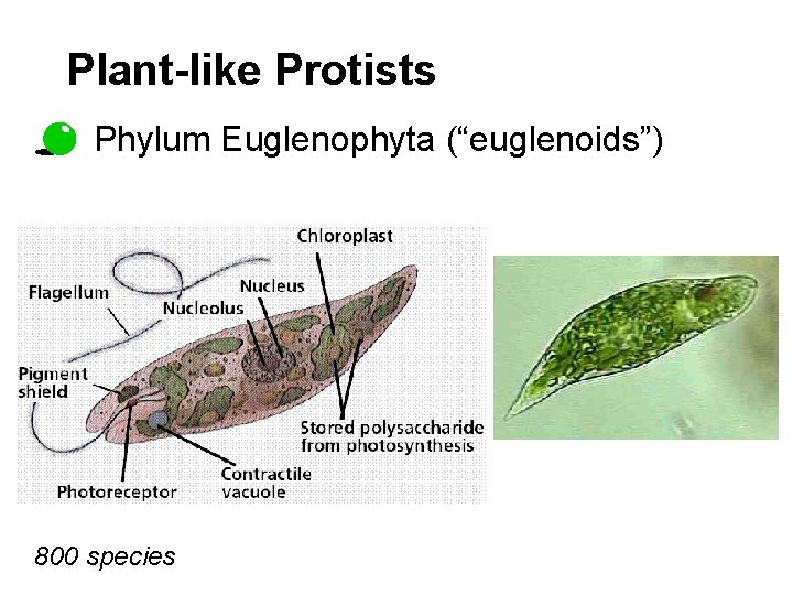 Plant-like Protists Phylum Euglenophyta (“euglenoids”) 800 species 