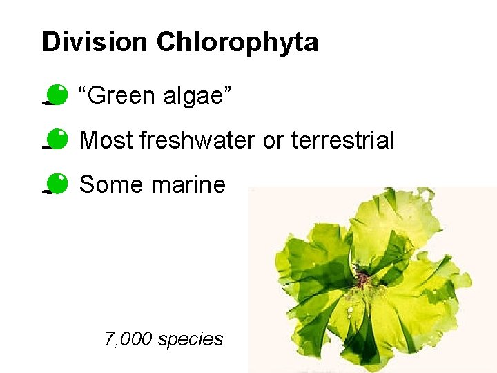 Division Chlorophyta “Green algae” Most freshwater or terrestrial Some marine 7, 000 species 