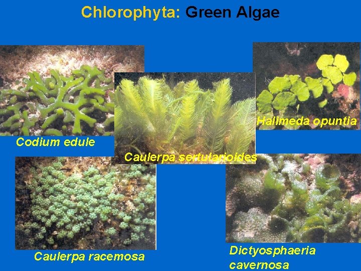 Chlorophyta: Green Algae Halimeda opuntia Codium edule Caulerpa sertularioides Caulerpa racemosa Dictyosphaeria cavernosa 