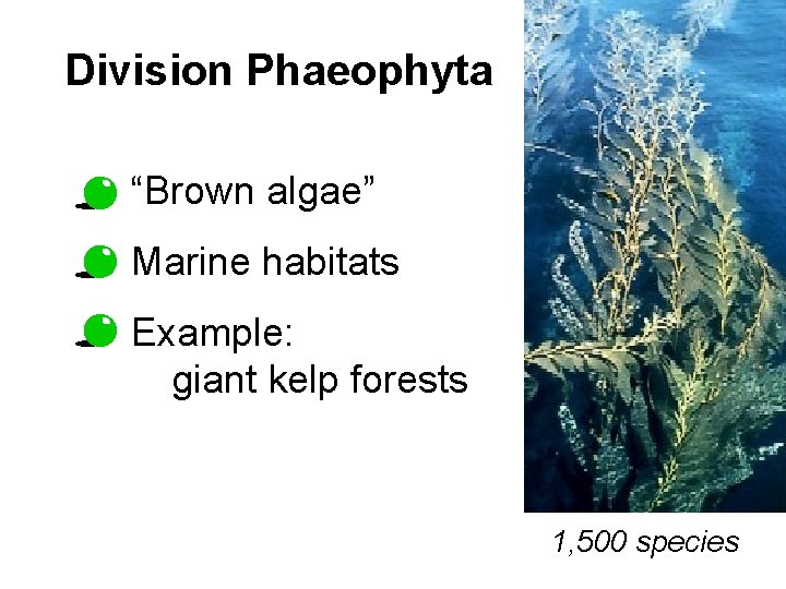 Division Phaeophyta “Brown algae” Marine habitats Example: giant kelp forests 1, 500 species 