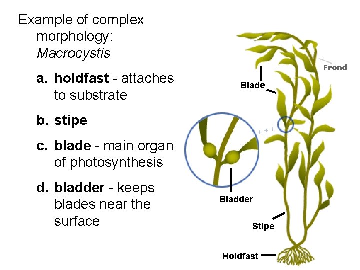 Example of complex morphology: Macrocystis a. holdfast - attaches to substrate Blade b. stipe