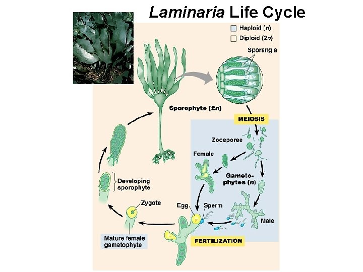 Laminaria Life Cycle 