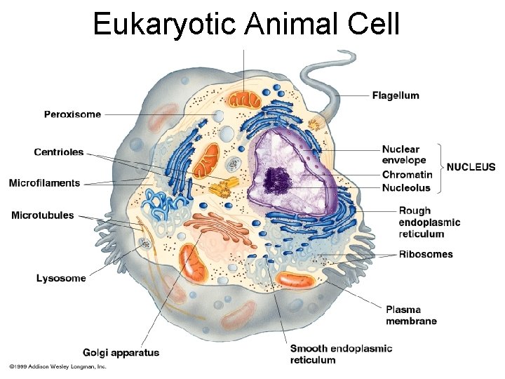 Eukaryotic Animal Cell Typical Animal Cell 