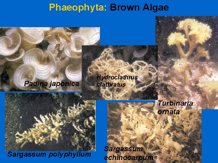 Phaeophyta: Brown Algae Padina japonica Hydroclathrus clathratus Turbinaria ornata Sargassum polyphyllum Sargassum echinocarpum 