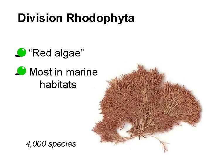 Division Rhodophyta “Red algae” Most in marine habitats 4, 000 species 