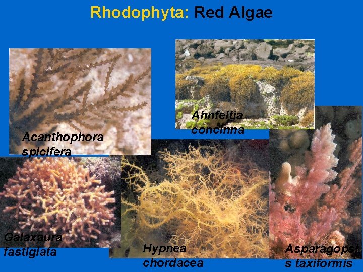 Rhodophyta: Red Algae Acanthophora spicifera Galaxaura fastigiata Ahnfeltia concinna Hypnea chordacea Asparagopsi s taxiformis