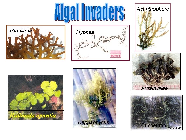 Acanthophora Gracilaria Hypnea Avrainvillae Halimeda opuntia Kappaphycus Eucheuma 