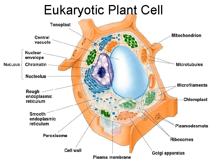 Eukaryotic Plant Cell Typical Plant Cell 