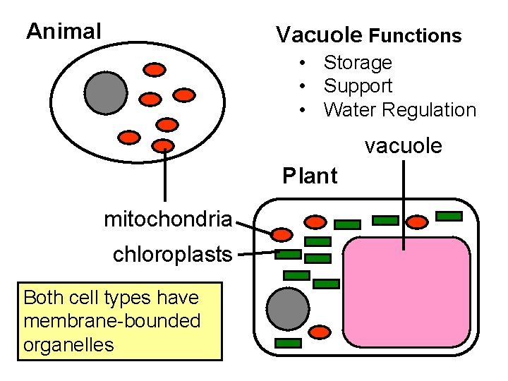 Animal Vacuole Functions • Storage • Support • Water Regulation vacuole Plant mitochondria chloroplasts