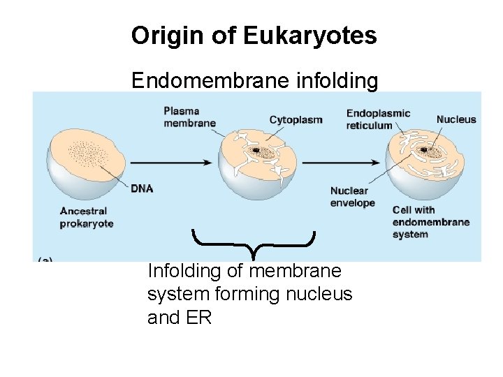 Origin of Eukaryotes Endomembrane infolding Infolding of membrane system forming nucleus and ER 