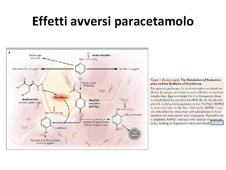 Effetti avversi paracetamolo 