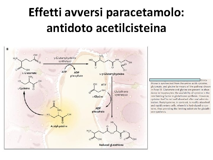 Effetti avversi paracetamolo: antidoto acetilcisteina 