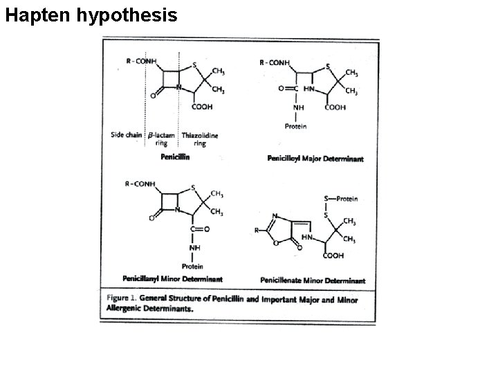 Hapten hypothesis 