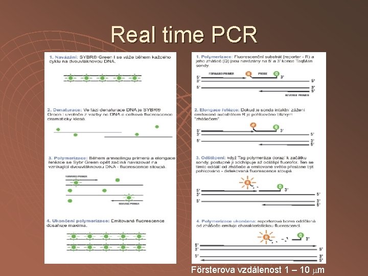 Real time PCR Försterova vzdálenost 1 – 10 m 