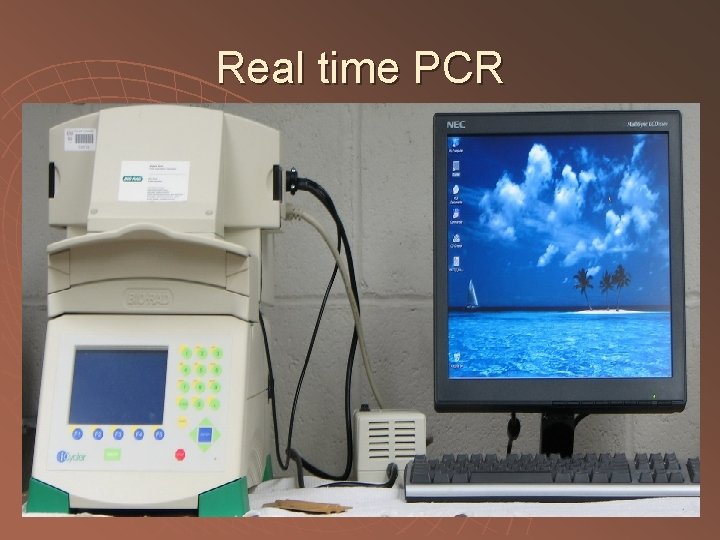 Real time PCR 