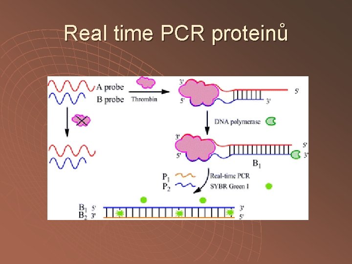 Real time PCR proteinů 