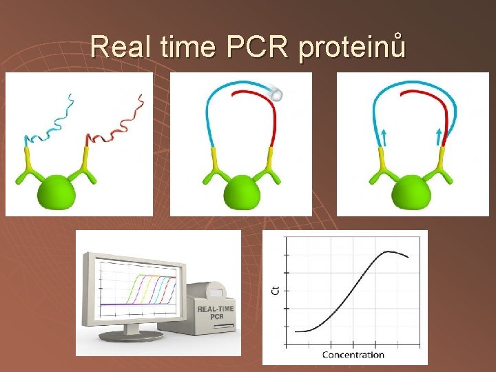 Real time PCR proteinů 