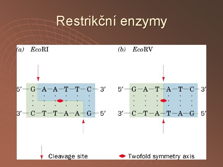 Restrikční enzymy 