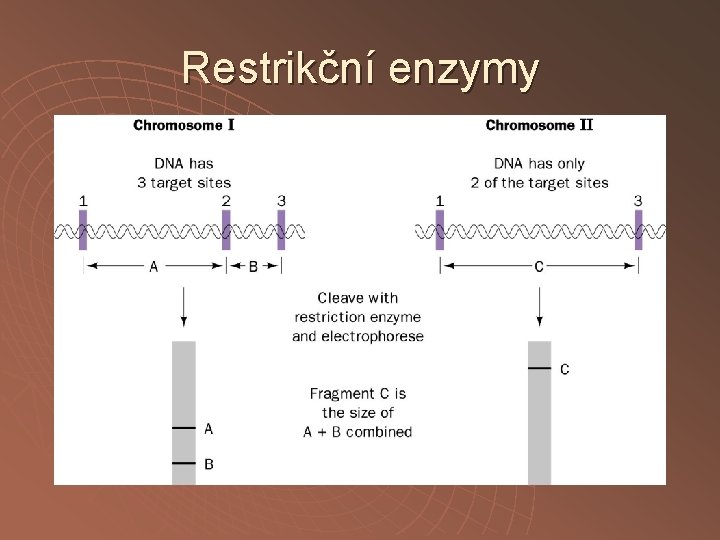Restrikční enzymy 