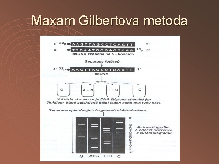 Maxam Gilbertova metoda 