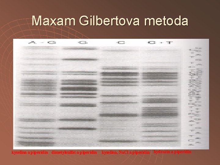 Maxam Gilbertova metoda kyselina a piperidin dimetylsulfát a piperidin kyselina, Na. Cl a piperidin