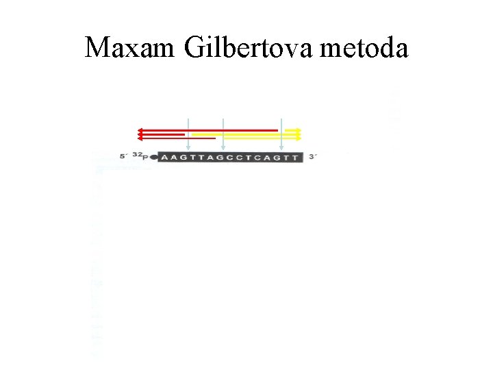 Maxam Gilbertova metoda 