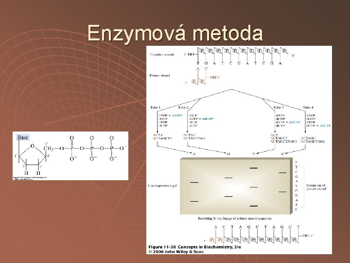 Enzymová metoda 