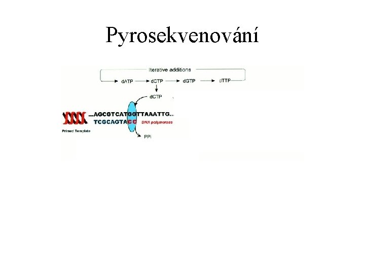 Pyrosekvenování 