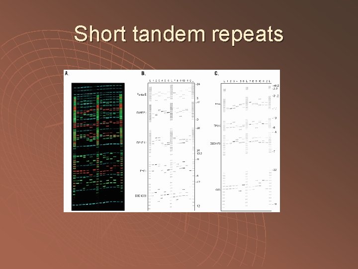Short tandem repeats 