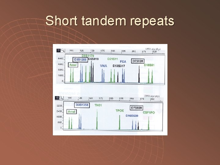Short tandem repeats 