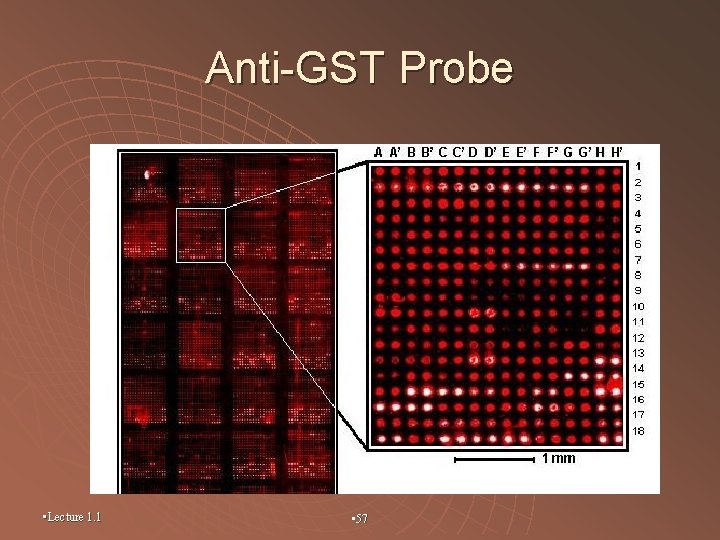 Anti-GST Probe • Lecture 1. 1 • 57 