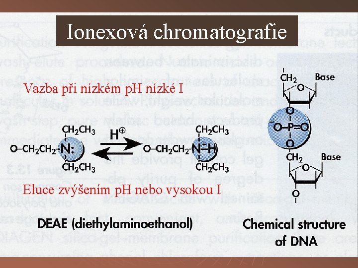 Ionexová chromatografie Vazba při nízkém p. H nízké I Eluce zvýšením p. H nebo