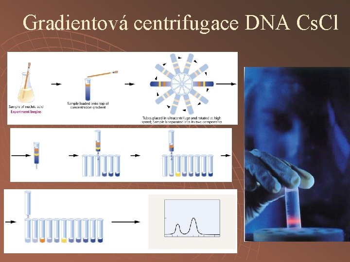 Gradientová centrifugace DNA Cs. Cl 