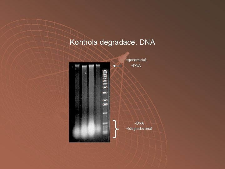 Kontrola degradace: DNA • genomická • DNA • (degradovaná) 