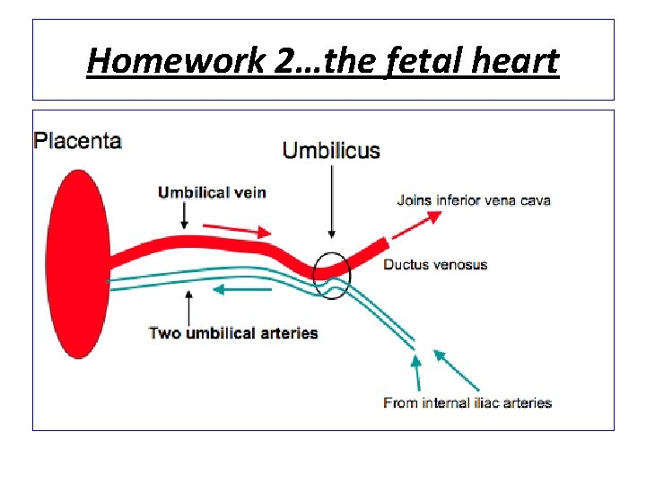 Homework 2…the fetal heart 